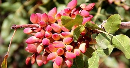 آغاز برداشت پسته در استان آذربایجان‌غربی