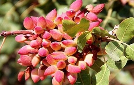 آغاز برداشت پسته در استان آذربایجان‌غربی