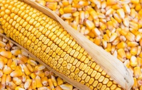 آلوده شدن ۱۴۵ هزار تن ذرت دپو شده در بندر امام تکذیب شد