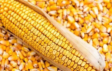 آلوده شدن ۱۴۵ هزار تن ذرت دپو شده در بندر امام تکذیب شد