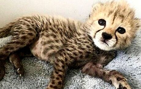 ۲ توله یوزپلنگ در پارک ملی توران متولد شدند