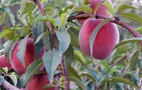 آغاز برداشت هلو از ۴۵۰۰ هکتار باغات اسدآباد