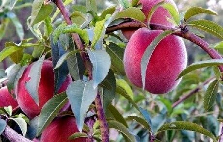 آغاز برداشت هلو از ۴۵۰۰ هکتار باغات اسدآباد