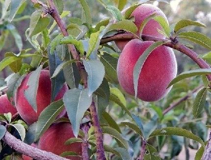 آغاز برداشت هلو از ۴۵۰۰ هکتار باغات اسدآباد