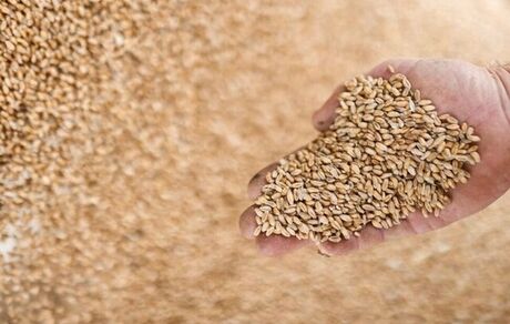 کاهش شاخص قیمت جهانی غذا
