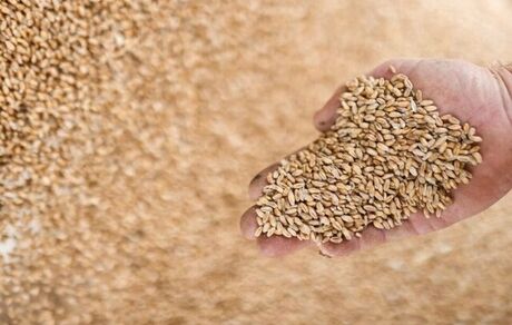 کاهش شاخص قیمت جهانی غذا