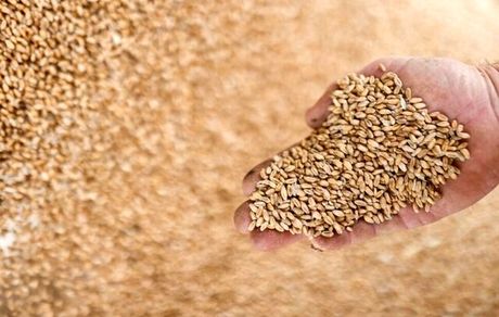 کاهش شاخص قیمت جهانی غذا