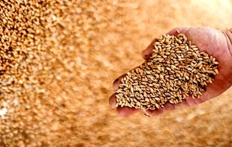 کاهش شاخص قیمت جهانی غذا