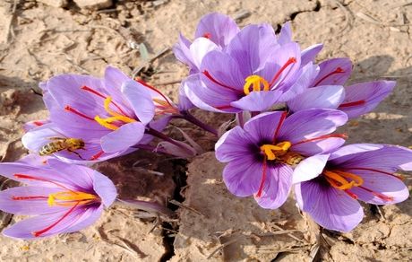 صادرات زعفران، ۴۷ درصد کاهش یافت