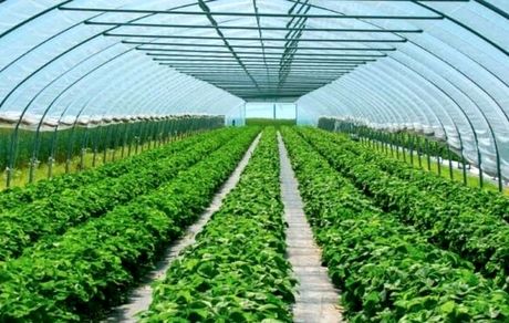 افزایش سطح گلخانه‌های استان سیستان و بلوچستان به ۳۸۶ هکتار