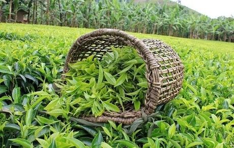 پرداخت ۲۷ میلیارد تومان دیگر از بهای برگ سبز چای به چایکاران شمال کشور