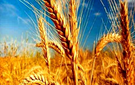 پیش بینی خرید ۸.۵ میلیون تن گندم تا پایان سال