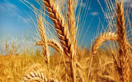 پیش بینی خرید ۸.۵ میلیون تن گندم تا پایان سال