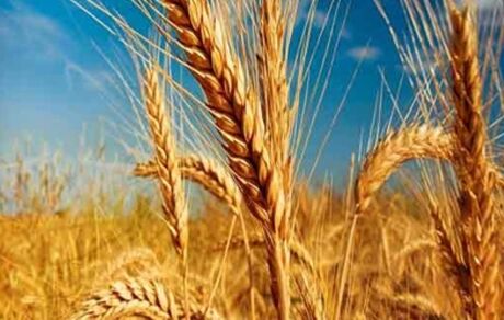 پیش بینی خرید ۸.۵ میلیون تن گندم تا پایان سال