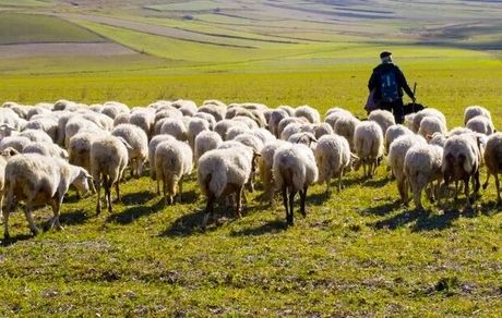 تولید دام سبک کاهش یافت