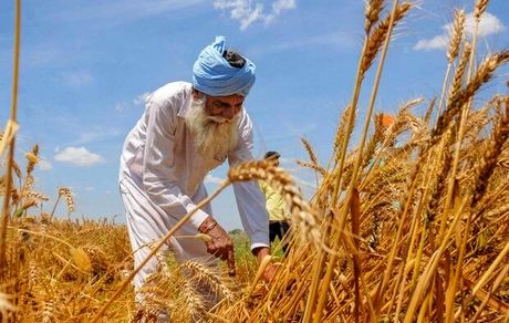 قیمت خرید تضمینی گندم هفته آینده اعلام می‌شود