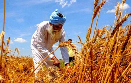 قیمت خرید تضمینی گندم هفته آینده اعلام می‌شود
