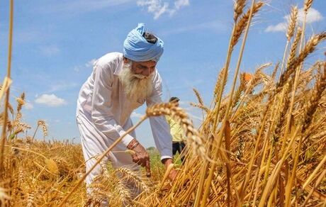 قیمت خرید تضمینی گندم هفته آینده اعلام می‌شود