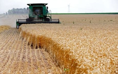 ذخایر گندم جهانی در پایین‌ترین سطح ۶ سال اخیر!