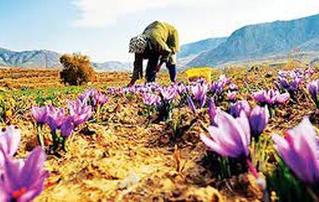 کشاورزان زعفران‌کار بخوانند