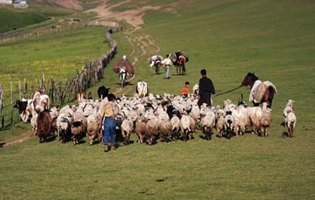 خرید تضمینی دام عشایر از امروز در سراسر کشور آغاز می شود