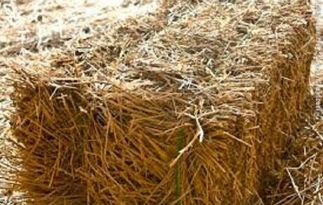 دلیل عدم ترخیص محموله ۲۱ تنی یونجه از گمرک