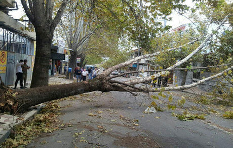 هشدار هواشناسی: وزش باد شدید در کشور/احتمال شکستن درختان کهنسال و فرسوده