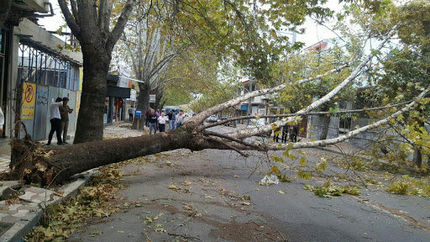 هشدار هواشناسی: وزش باد شدید در کشور/احتمال شکستن درختان کهنسال و فرسوده