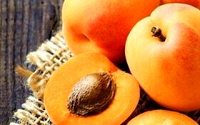 کاهش بقای سلول‌های سرطان خون با عصاره هسته زردآلو