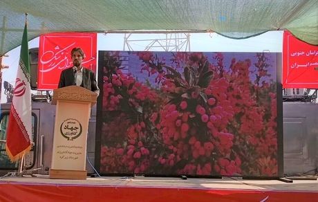 وابسته بودن زندگی ۲۵۰ هزار نفر از جمعیت استان خراسان جنوبی به زرشک