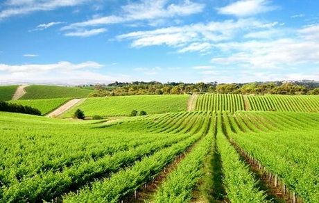 سهم بخش کشاورزی از رشد اقتصادی پیش‌بینی شده کشور ۶.۷ درصد است