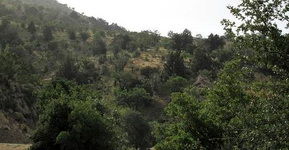 اجرای طرح جنگلداری اجتماعی تنها راه نجات زاگرس