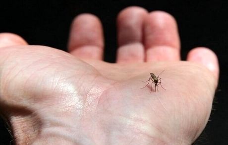 احتمال گسترش بیماری «تب دِنگی» در پی بارش‌های پاییزی