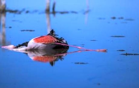 رئیس سازمان دامپزشکی کشور: کل منطقه میانکاله تا اطلاع ثانوی قرنطینه است