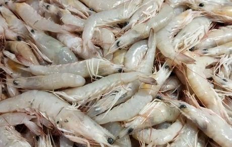 ۵۵۵ تن میگو توسط صیادان بوشهری صید شده است