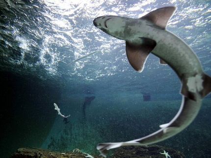 تولد فرزند از کوسهای که ۱۰ سال بدون جفت مانده است!