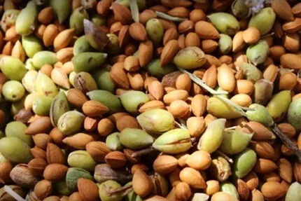 جشنواره بادام خسروشاه برگزار می‌شود