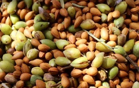 جشنواره بادام خسروشاه برگزار می‌شود