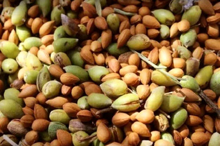 جشنواره بادام خسروشاه برگزار می‌شود