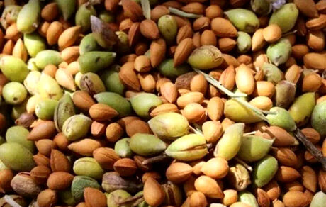 جشنواره بادام خسروشاه برگزار می‌شود