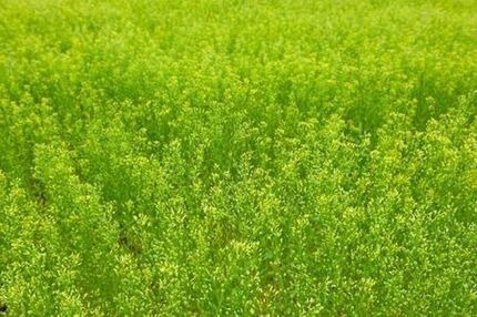 آغاز برداشت گیاه روغنی کاملینا در آذربایجان‌غربی