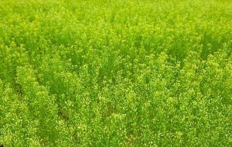 آغاز برداشت گیاه روغنی کاملینا در آذربایجان‌غربی