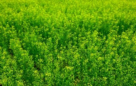 آغاز برداشت گیاه روغنی کاملینا در آذربایجان‌غربی