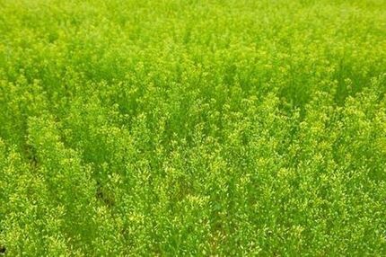 آغاز برداشت گیاه روغنی کاملینا در آذربایجان‌غربی