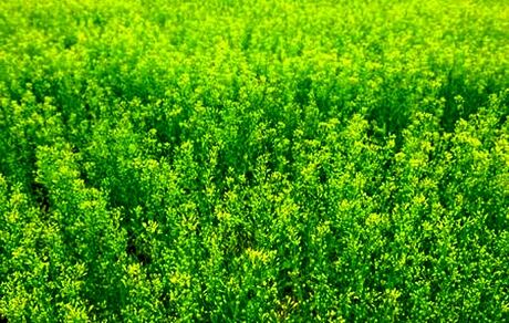آغاز برداشت گیاه روغنی کاملینا در آذربایجان‌غربی