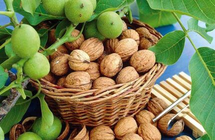 آغاز برداشت گردو از سطح ۵ هزار و ۷۸۴ هکتار باغات استان قزوین