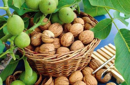 آغاز برداشت گردو از سطح ۵ هزار و ۷۸۴ هکتار باغات استان قزوین