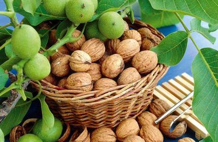 آغاز برداشت گردو از سطح ۵ هزار و ۷۸۴ هکتار باغات استان قزوین