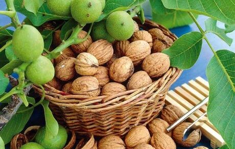 آغاز برداشت گردو از سطح ۵ هزار و ۷۸۴ هکتار باغات استان قزوین