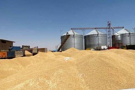 افزایش ۶۲ درصدی خرید تضمینی گندم در خراسان جنوبی